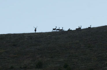 Brame du cerf