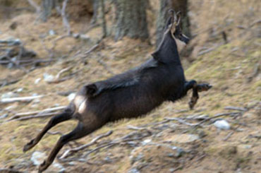 Rut du chamois